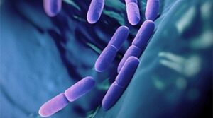 4LiveStrainProbiotics