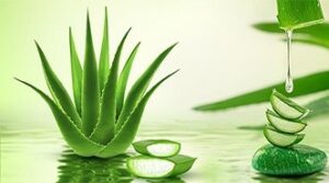 AloeVera