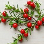 Butcher's-Broom-Root-Extract